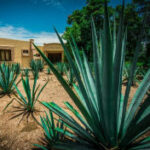 Picture of Agave Plants grown in Mexico